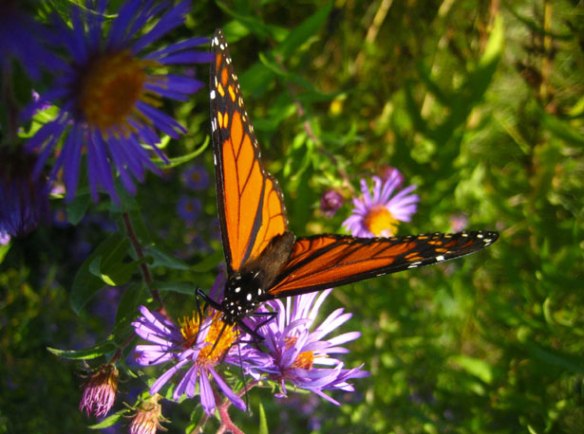 Monarch Butterfly by Art Planet