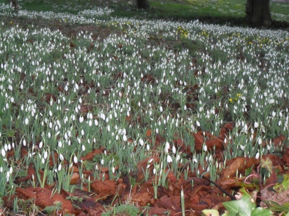 Snowdrops signal the end of winter