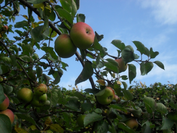 October apple crop